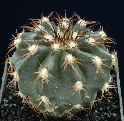 Discocactus_woutersianus